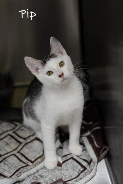A baby small-sized male Gray & White Domestic Short Hair cat named Pip for adoption in Bishop, GA