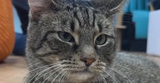 Sorrento thumbnail 2