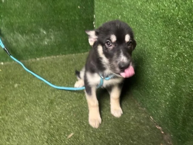 A baby small-sized male Siberian Husky dog named Tundra for adoption in Lancaster, CA