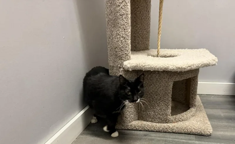 An adult medium-sized male Black & White / Tuxedo Domestic Short Hair cat named Dice for adoption in Hudson, NH