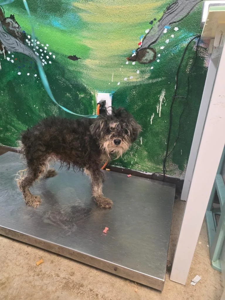 A young small-sized female Terrier dog named Sticker for adoption in New Braunfels, TX