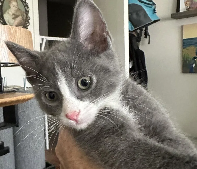 Earl Grey thumbnail 2