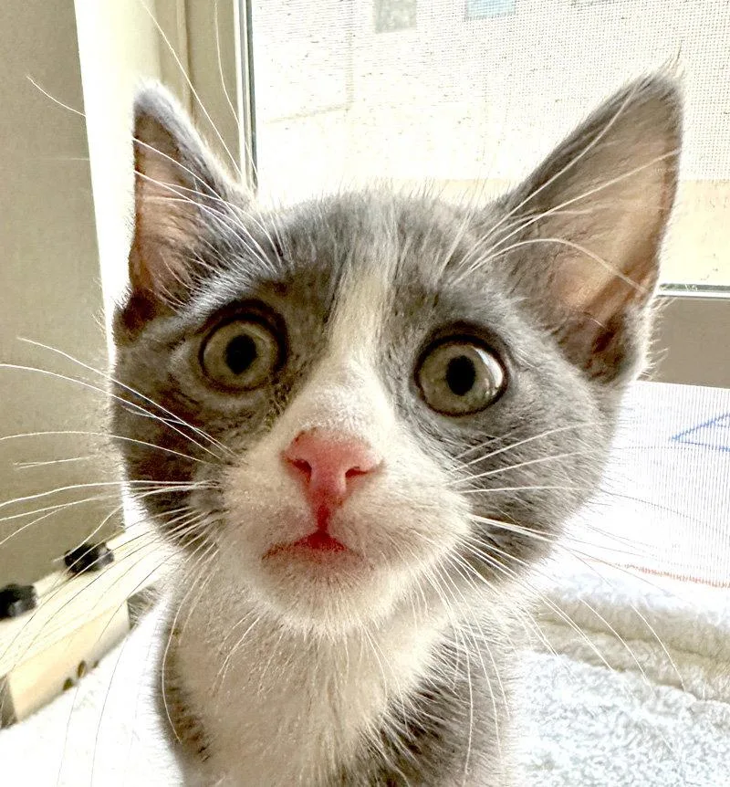 Earl Grey thumbnail 3