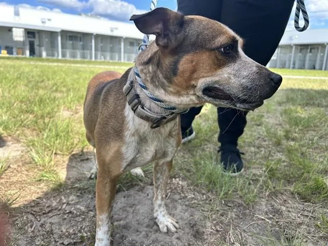 A young medium-sized female Australian Cattle Dog / Blue Heeler dog named Minnie for adoption in Ocala, FL