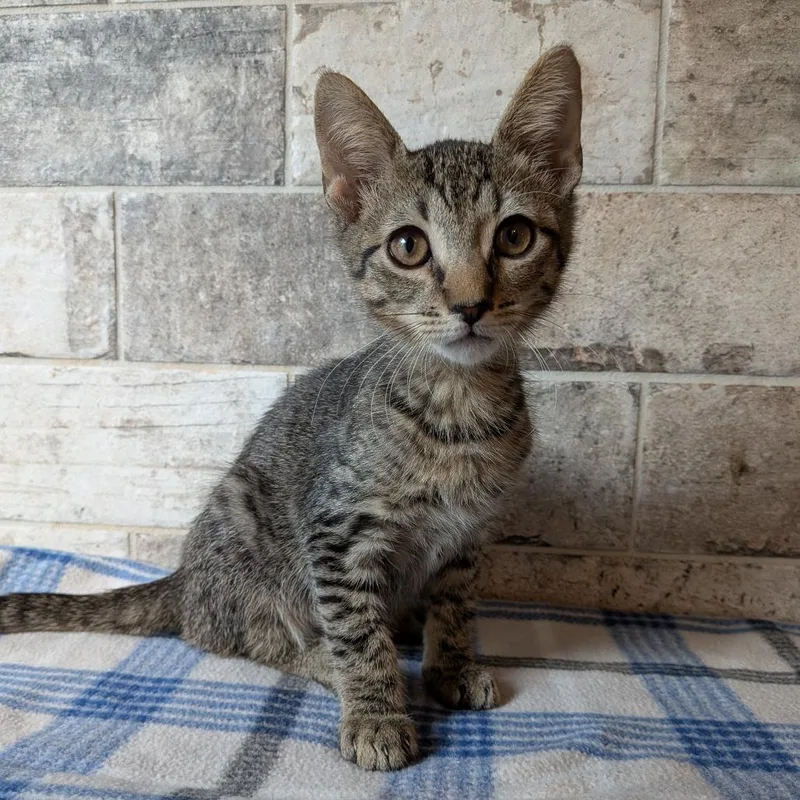 A baby small-sized male Brown / Chocolate Domestic Short Hair cat named Wyatt for adoption in Lakeland, FL