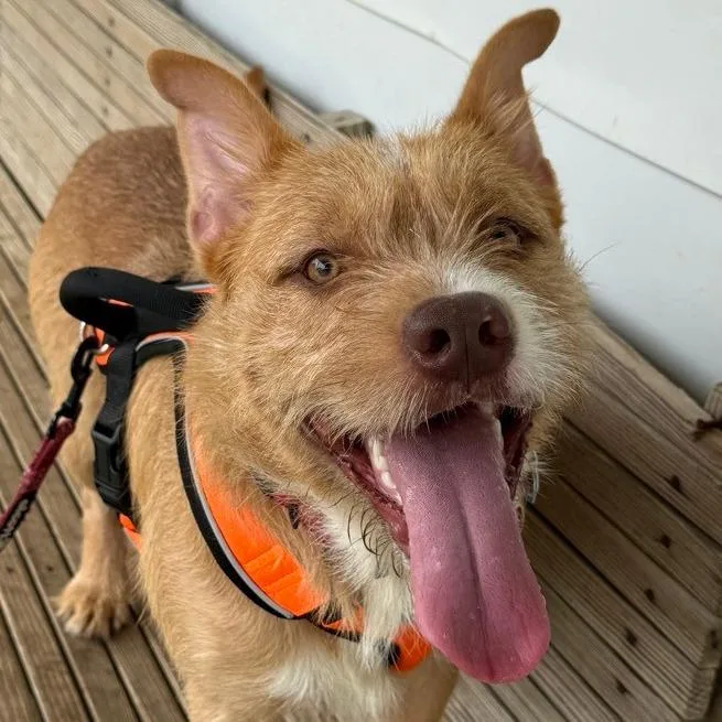 A baby medium-sized male Mixed Breed dog named Charles Barksley for adoption in Fenton, MI