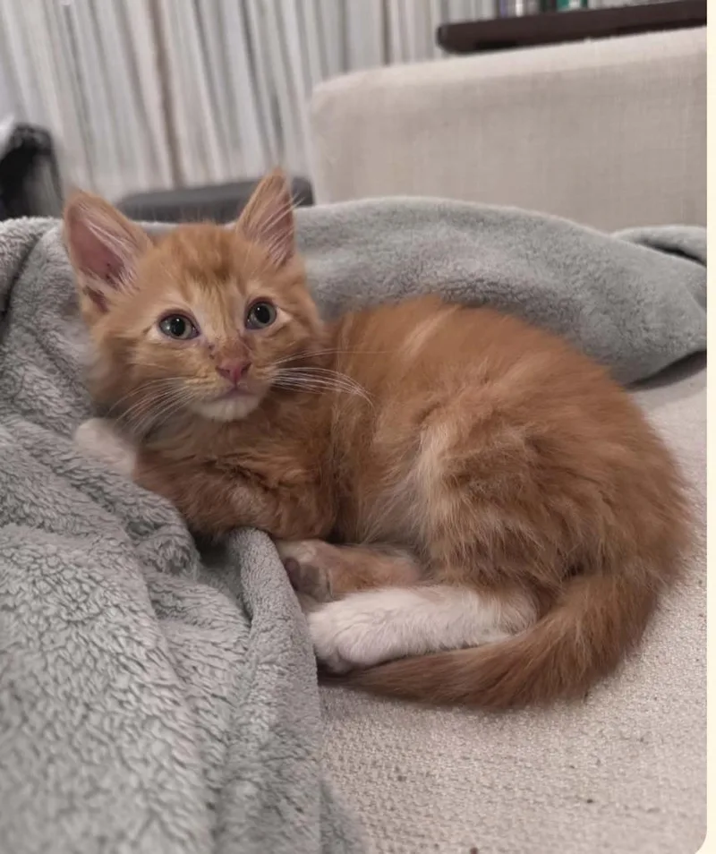 A baby small-sized male Snowshoe cat named Issac for adoption in New Braunfels, TX