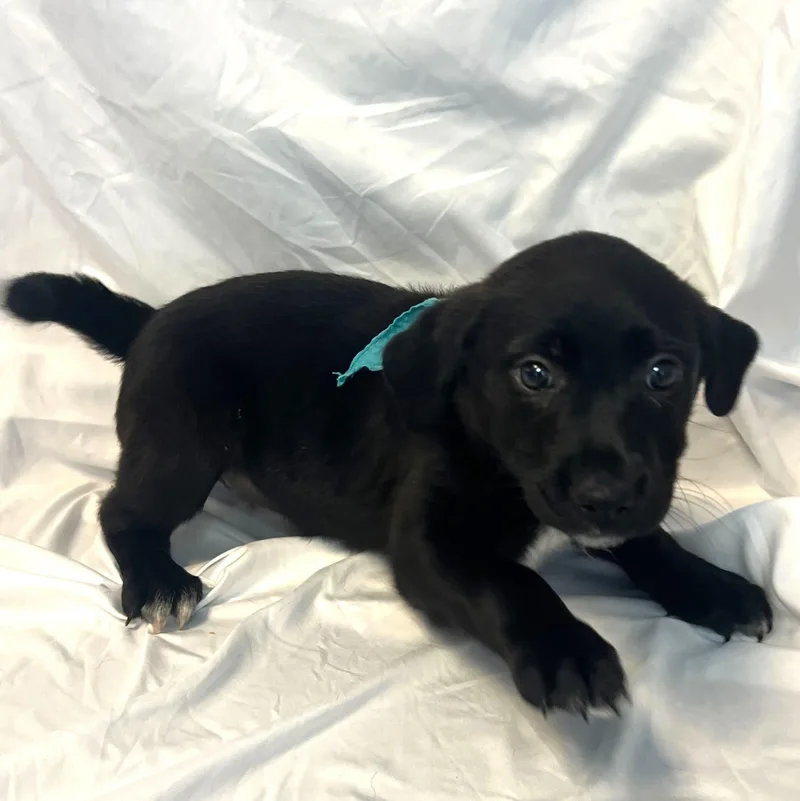 Honey Bun thumbnail 2