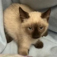 A baby medium-sized male Seal Point Siamese cat named Ivory for adoption in Green Valley, AZ