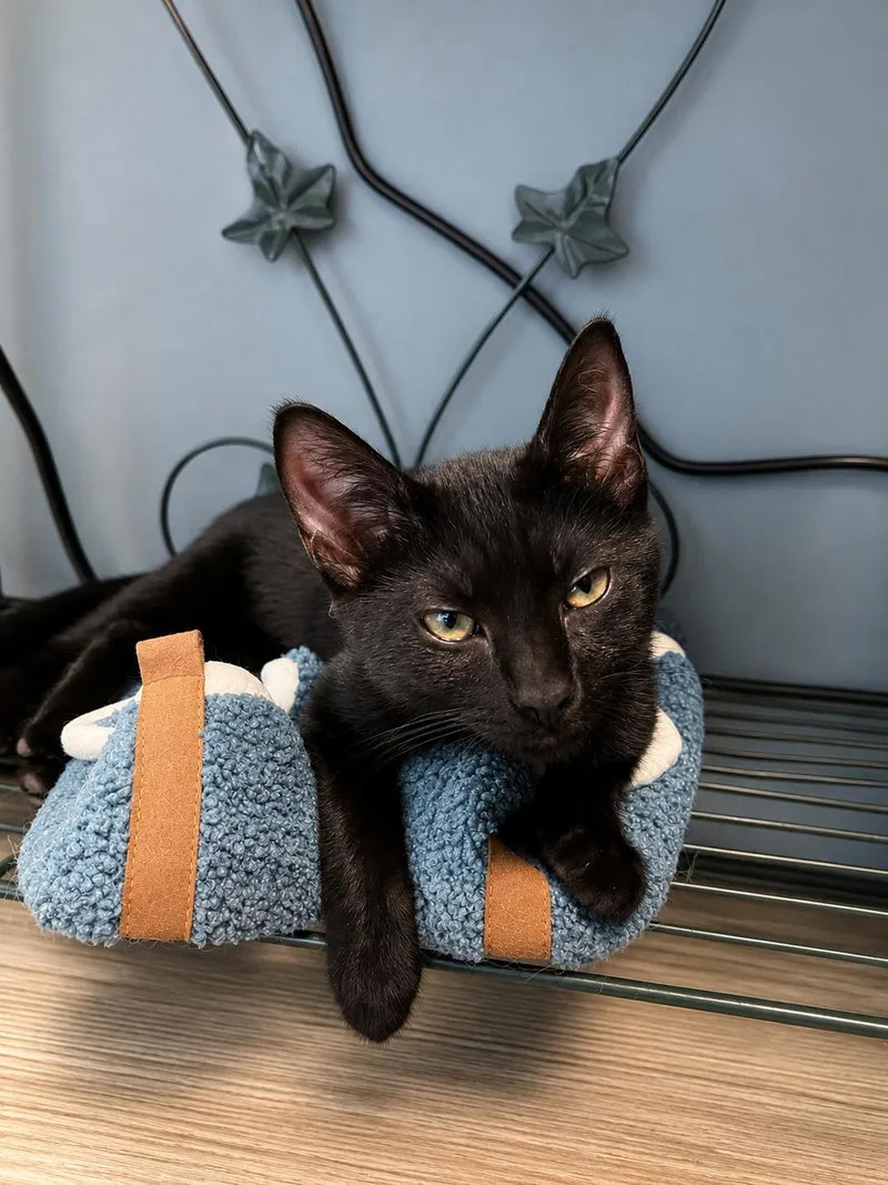 A baby small-sized female Domestic Short Hair cat named Vanta for adoption in Johnson City, TN