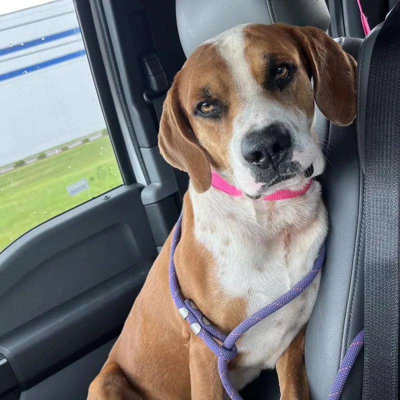 An adult medium-sized male Gray / Blue / Silver Coonhound dog named Buck for adoption in Richmond Hill, GA