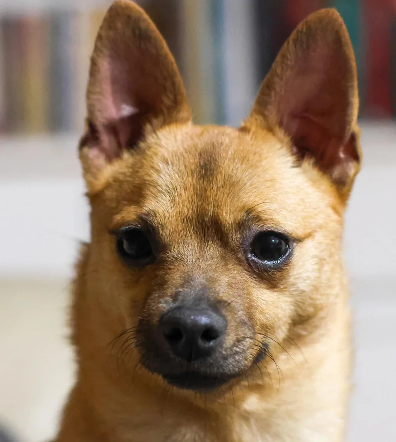 Karamella thumbnail 2