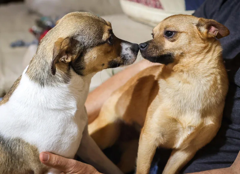 Karamella thumbnail 3