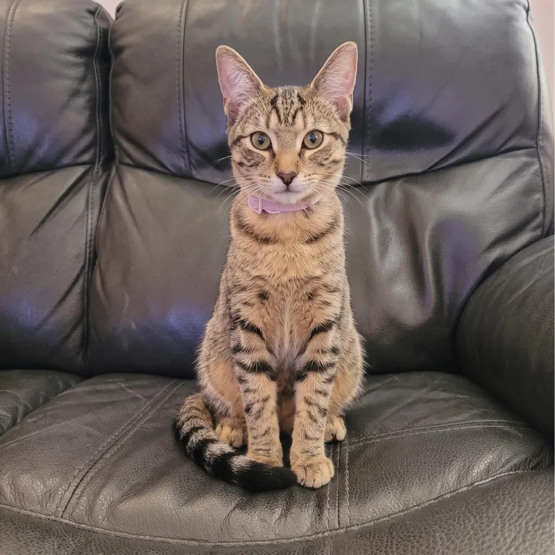 A baby medium-sized female Tabby (Gray / Blue / Silver) Domestic Short Hair cat named Pinkie for adoption in Allen, TX