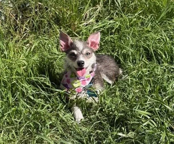 An adult small-sized female Terrier dog named Brooks for adoption in San Diego, CA