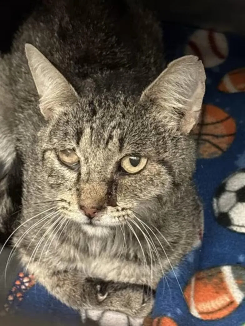 An adult medium-sized male Tabby cat named Dustin for adoption in Red Bluff, CA