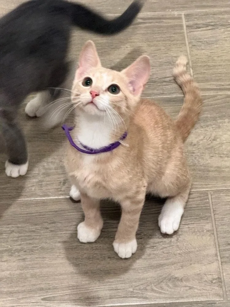 A baby small-sized male Tabby (Orange / Red) Domestic Short Hair cat named Sauce Boss for adoption in Dallas, TX