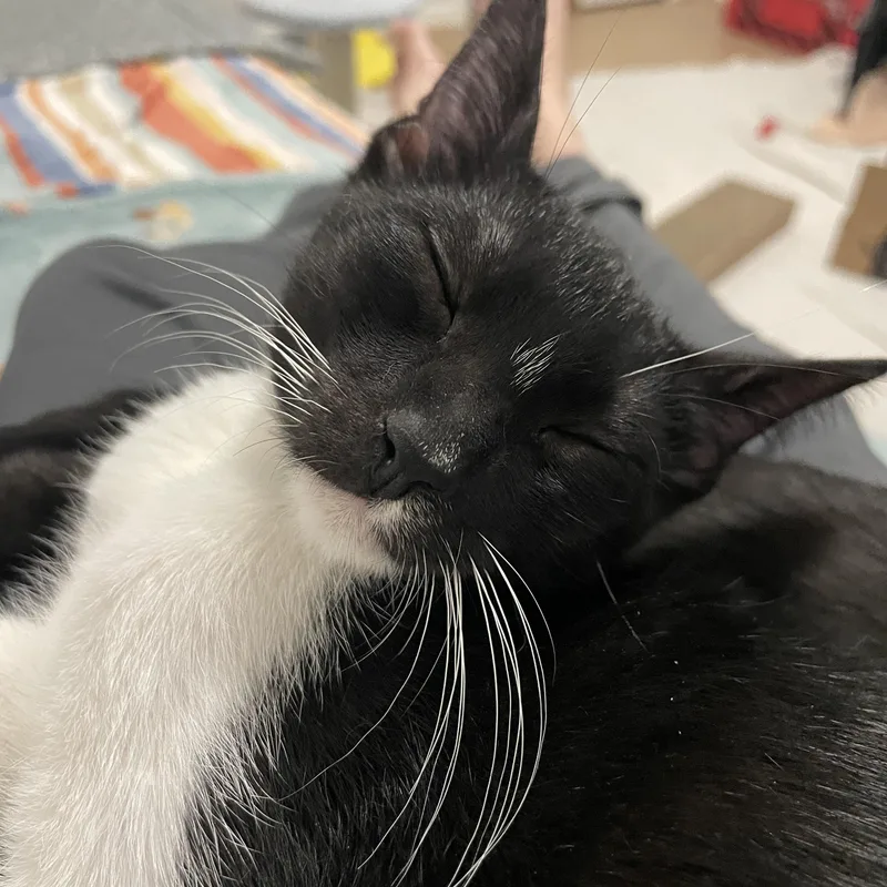 A baby medium-sized male Black & White / Tuxedo Domestic Short Hair cat named Johnny Knoxville for adoption in Houston, TX