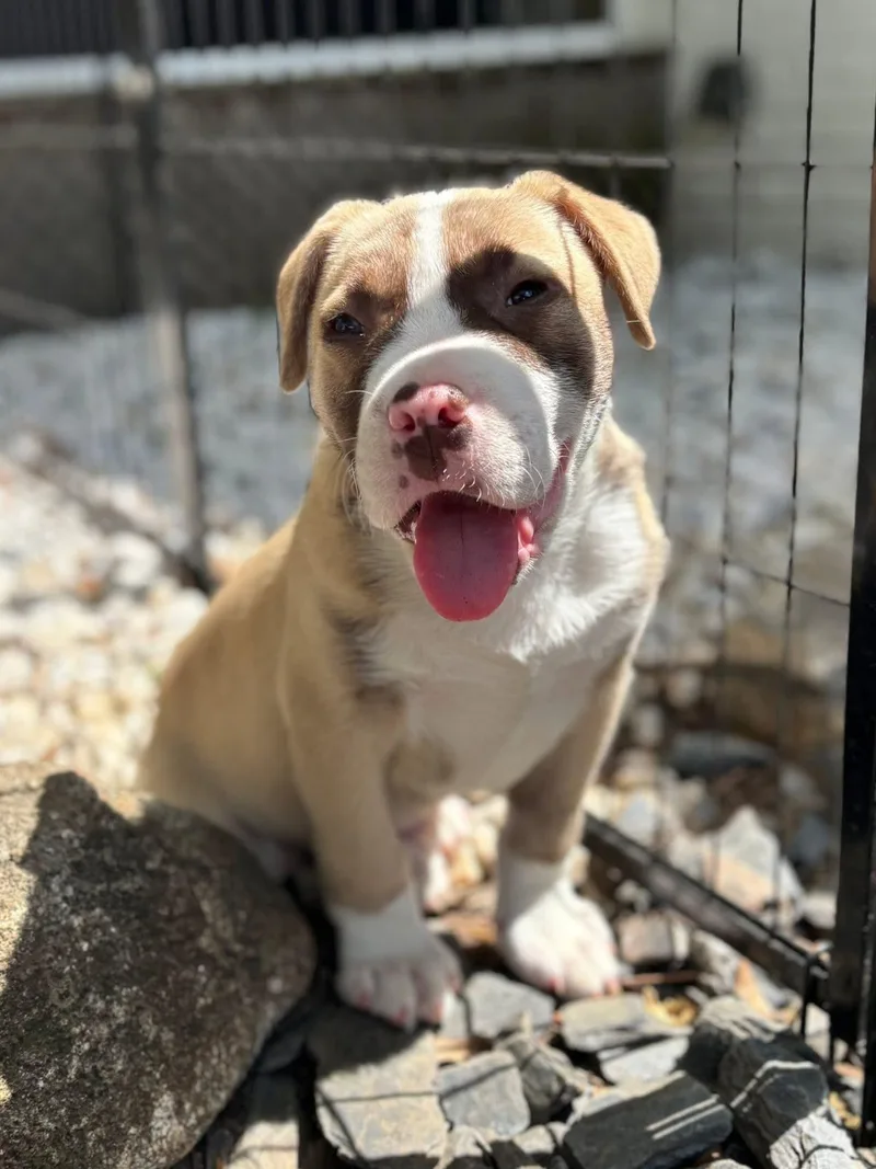 A young medium-sized male Terrier dog named Knox for adoption in Greenville, SC
