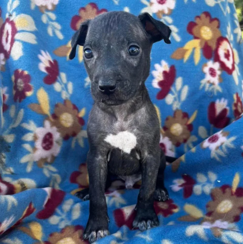 A baby small-sized male Terrier dog named Trex for adoption in Grand Bay, AL