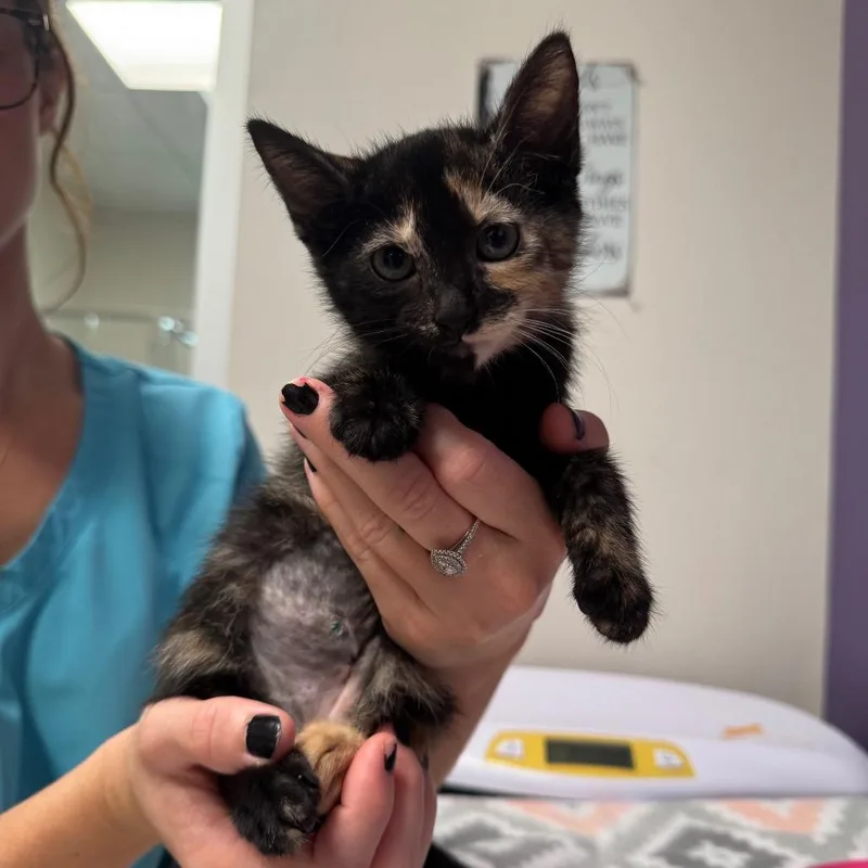 A baby small-sized female Gray / Blue / Silver Domestic Short Hair cat named Lucina for adoption in Englewood, FL