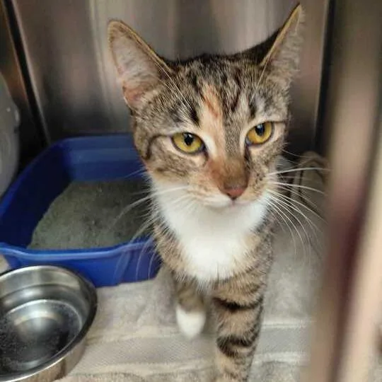 An adult medium-sized female Brown / Chocolate Domestic Short Hair cat named Naomi for adoption in Perkiomenville, PA