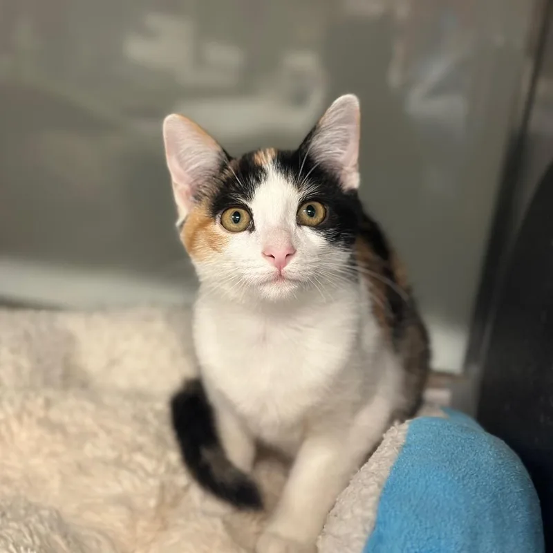 A baby small-sized female Calico Domestic Short Hair cat named WV Grannysmith for adoption in Port Washington, NY