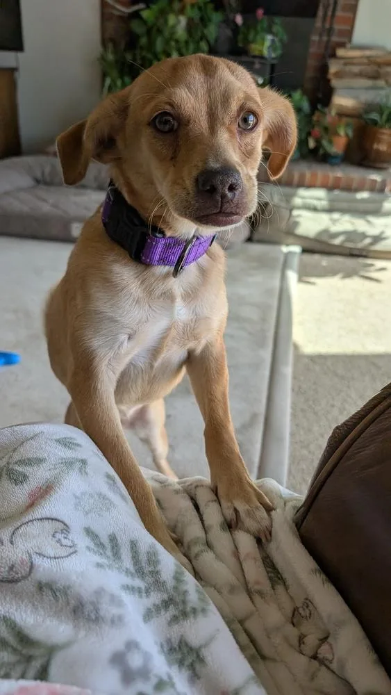 Rosie