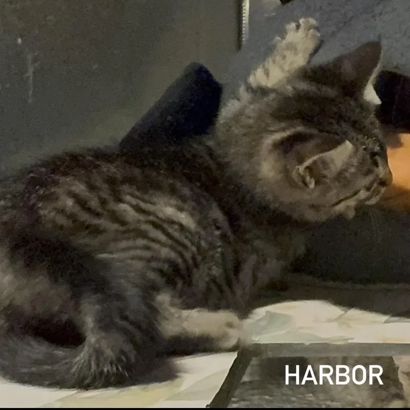 Harbor