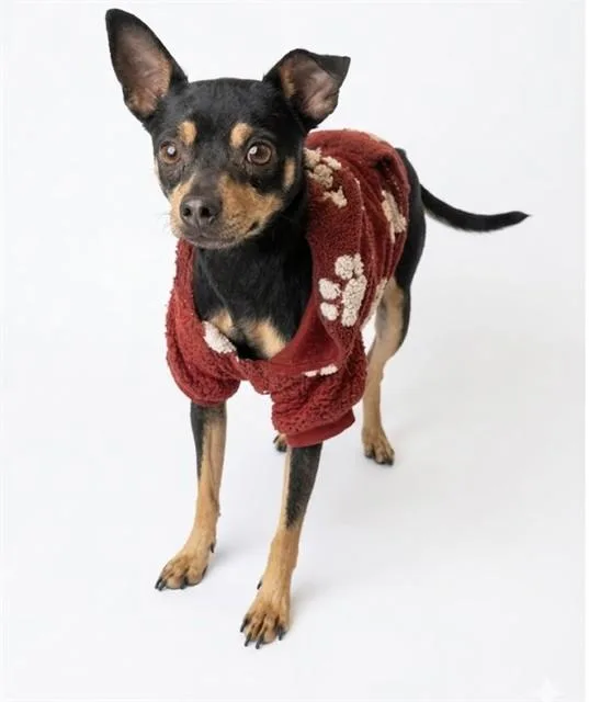 An adult medium-sized female Miniature Pinscher dog named Daisy for adoption in Baldwin Park, CA