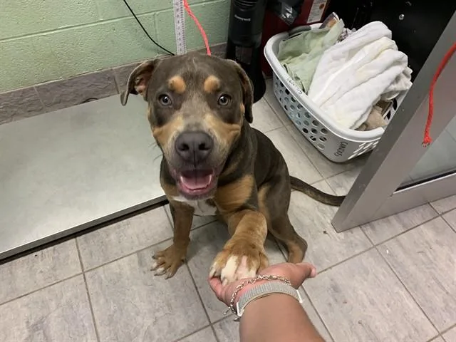 A young large-sized male American Bulldog dog named Sergeant for adoption in Grand Prairie, TX