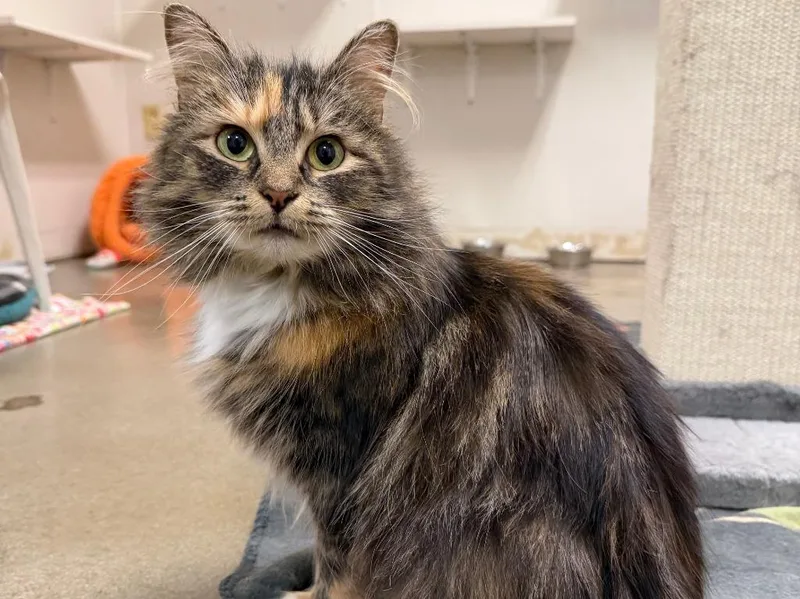 A young medium-sized female Torbie cat named Lashay for adoption in Raleigh, NC