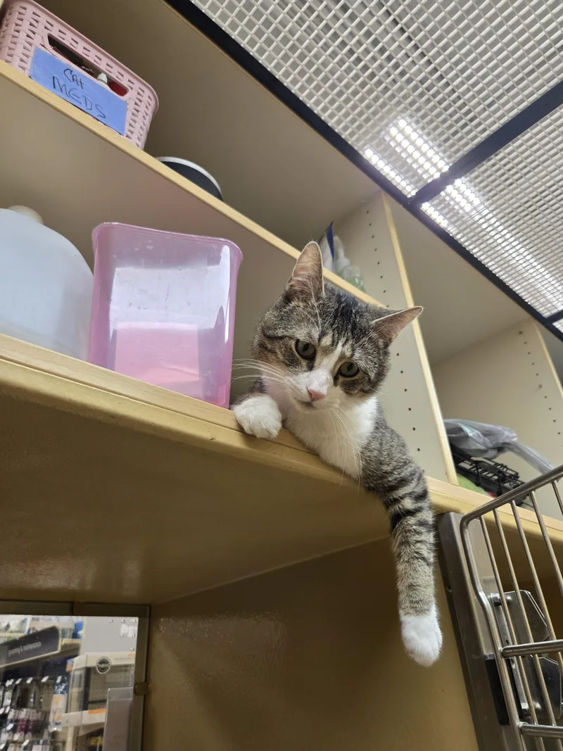A young medium-sized male Tabby (Gray / Blue / Silver) Domestic Short Hair cat named Acorn for adoption in Kenhorst, PA