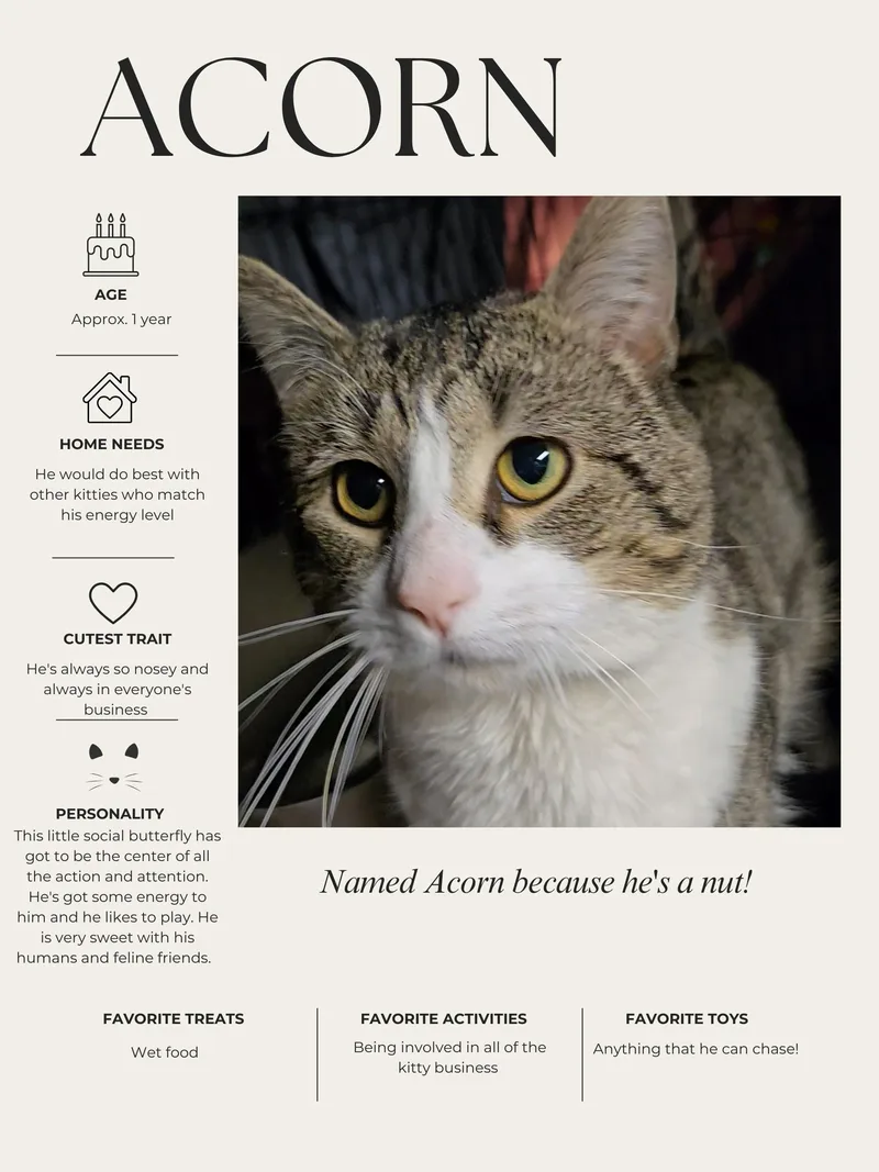 Acorn thumbnail 3