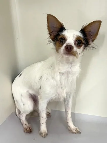 An adult small-sized male Mixed Breed dog named Plankton for adoption in West Chester, PA