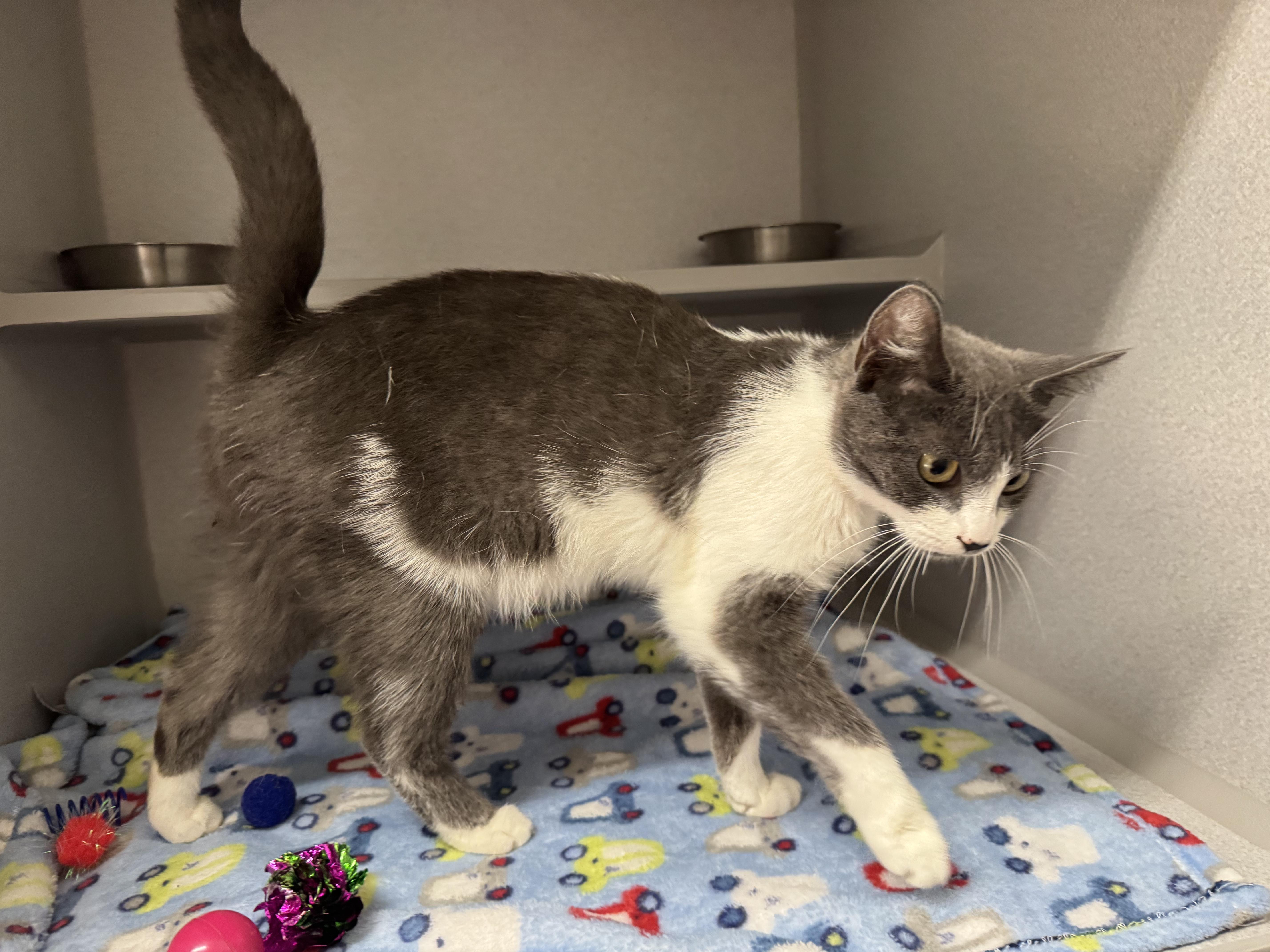 A young medium-sized female Gray & White Domestic Short Hair cat named Pearl for adoption in Red Bluff, CA