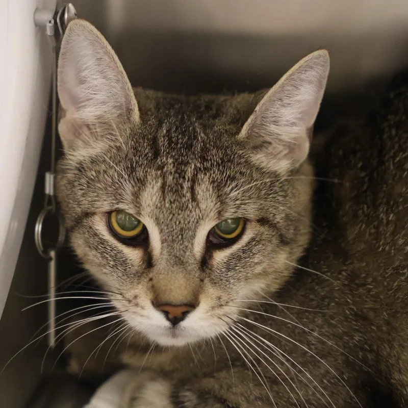 An adult medium-sized female Brown / Chocolate Domestic Short Hair cat named Leela for adoption in Briarcliff Manor, NY