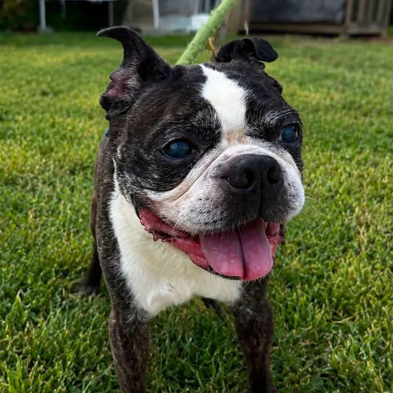 A senior small-sized male Black Boston Terrier dog named Buster for adoption in Warren, OH