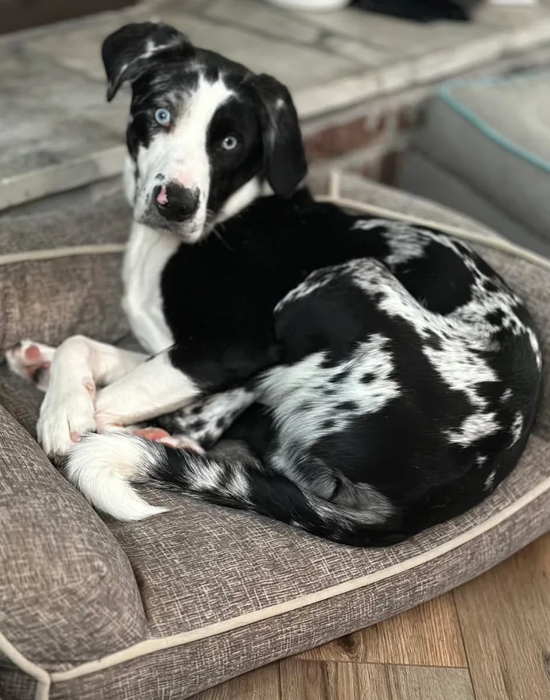 A young large-sized male Merle (Blue) Australian Cattle Dog / Blue Heeler dog named Archie for adoption in Piney Flats, TN