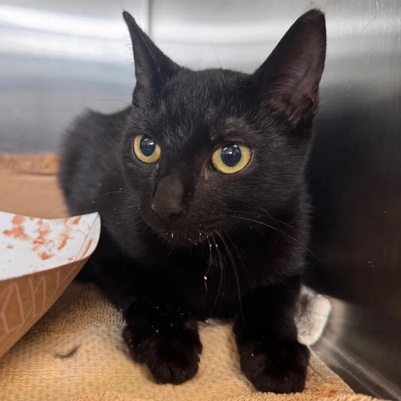 A baby small-sized male Black Domestic Short Hair cat named Cloud Chaser for adoption in Lynchburg, VA