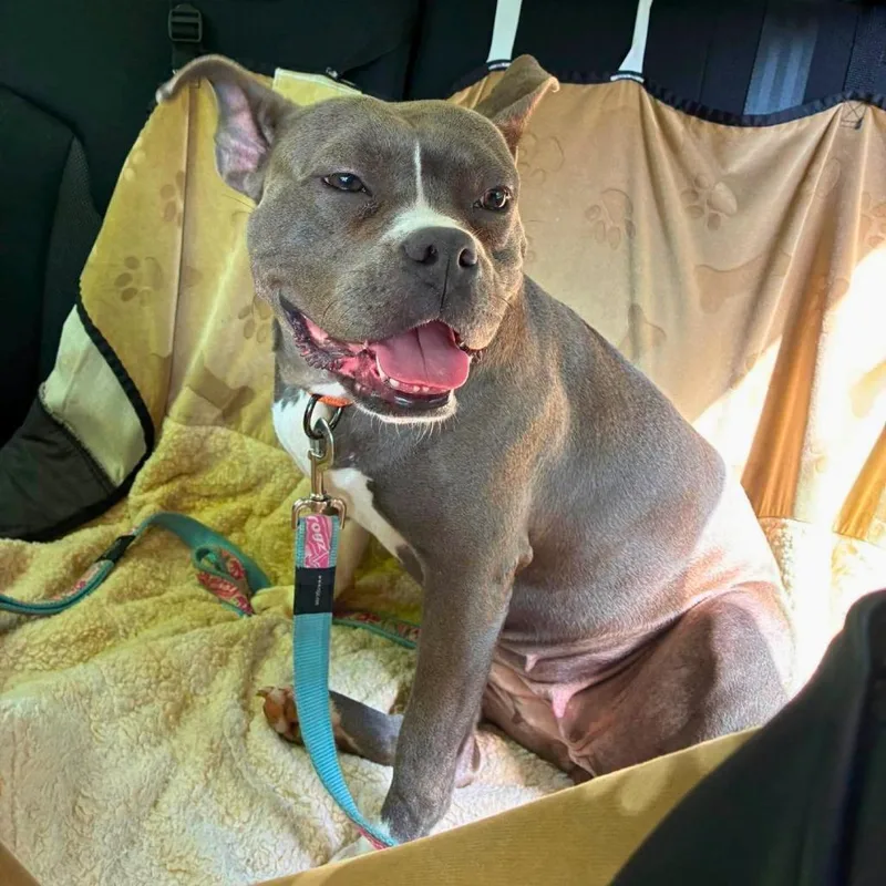 A young medium-sized female Mixed Breed dog named Diamond for adoption in South Portland, ME