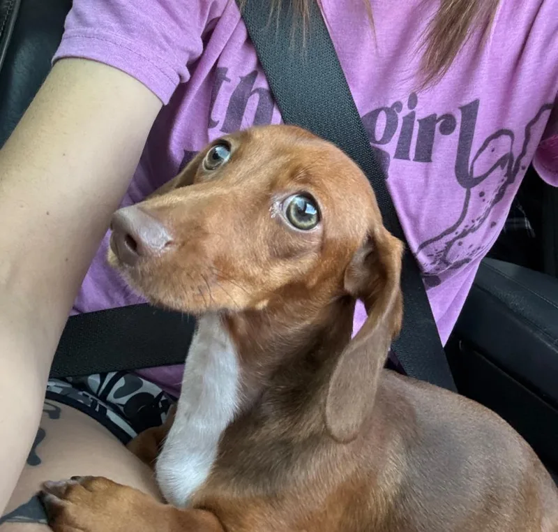 A baby medium-sized female Dachshund dog named Hazel Grace May for adoption in Seven Points, TX