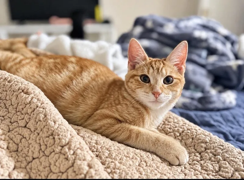 A baby small-sized female Domestic Short Hair cat named Ember for adoption in Lincoln Park, MI