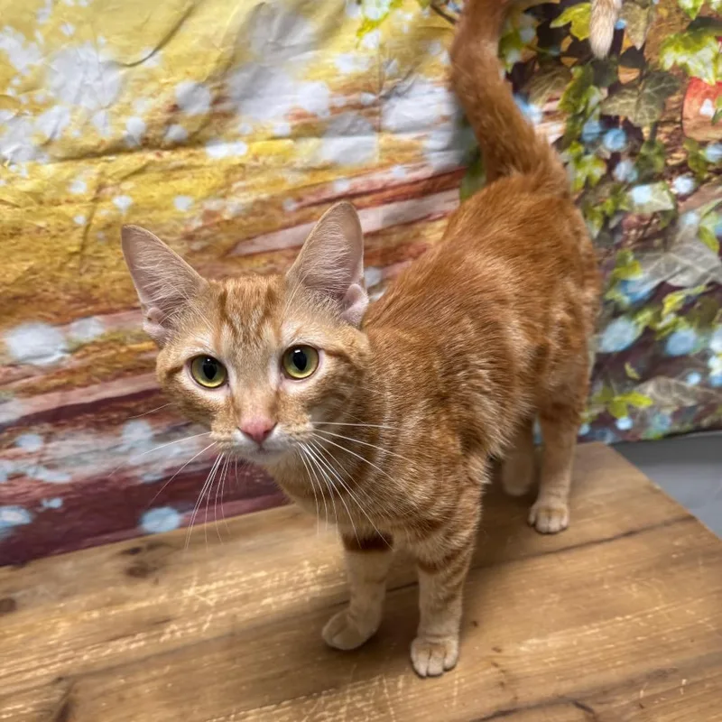 A young medium-sized female Orange / Red Domestic Short Hair cat named Octavia for adoption in Normal, IL