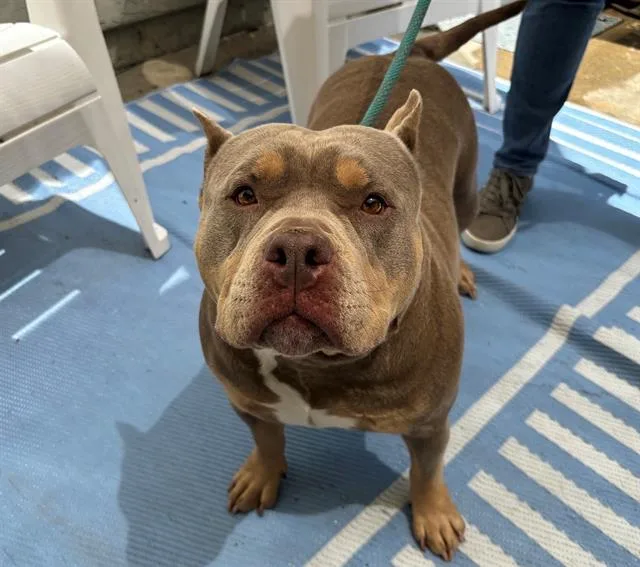 An adult medium-sized female Pit Bull Terrier dog named Chonkers for adoption in Santa Rosa, CA