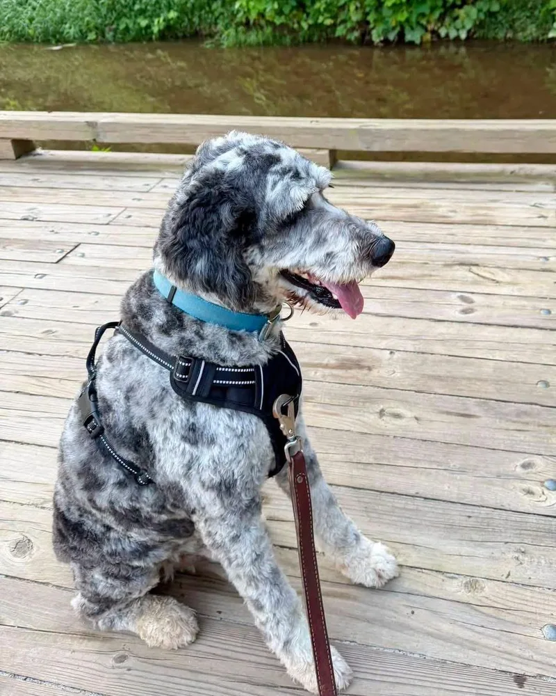 An adult large-sized male Aussiedoodle dog named Clay for adoption in Wilkesboro, NC