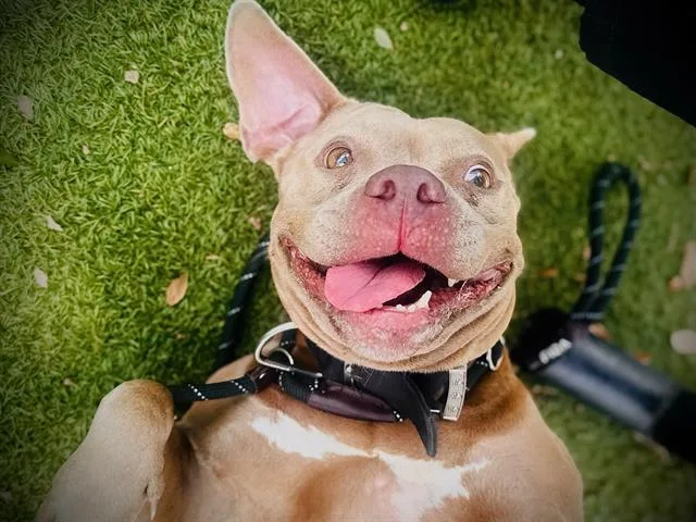 An adult large-sized female Pit Bull Terrier dog named Bambi for adoption in Orlando, FL