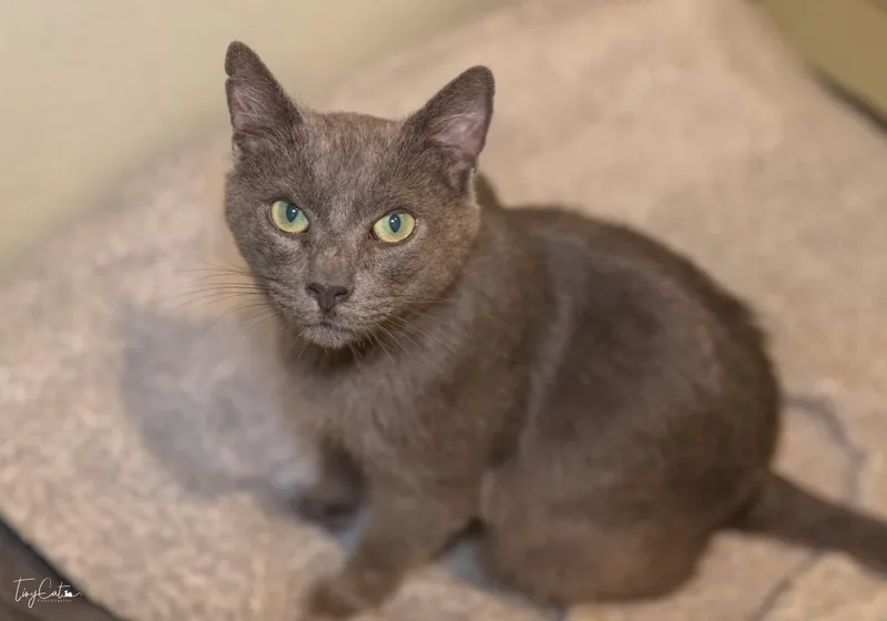An adult medium-sized male Domestic Short Hair cat named Big Boy for adoption in Lincoln, CA