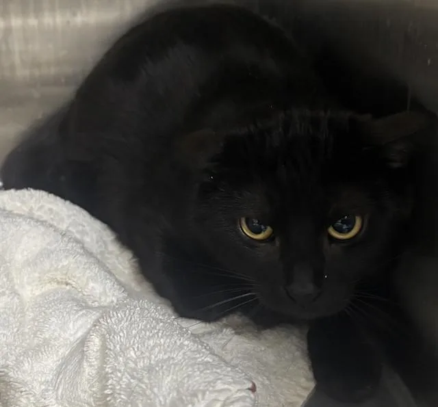 A young large-sized female Domestic Short Hair cat named Slyvie for adoption in Upper Marlboro, MD