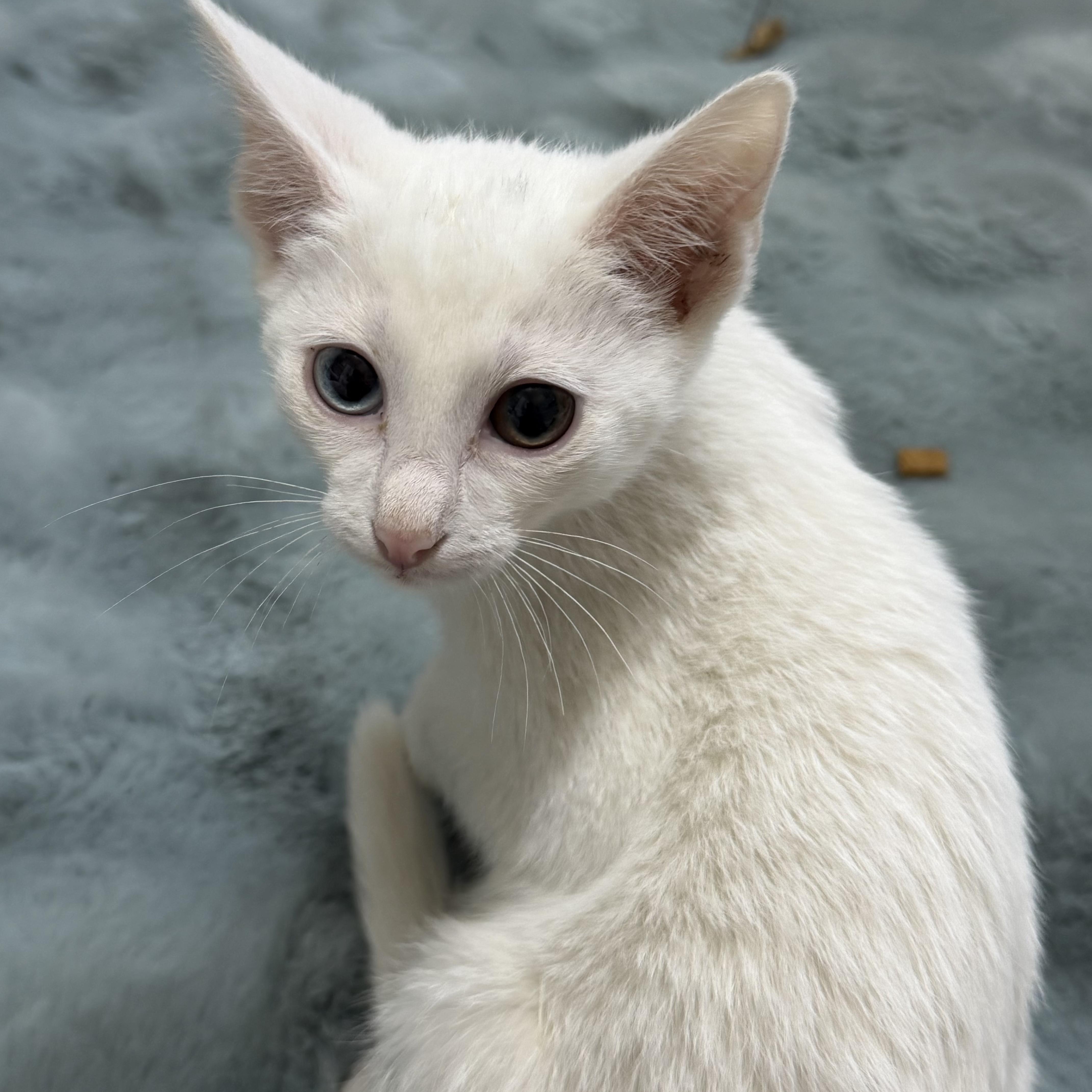A young medium-sized female White Domestic Short Hair cat named Scarlett for adoption in Wyandotte, MI